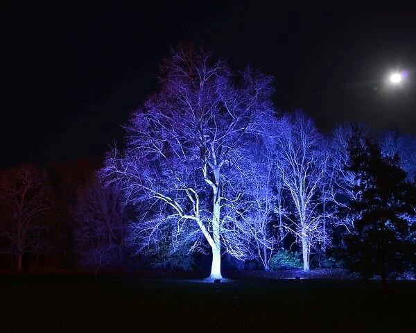 CJ5 6742 Blue trees under the moon