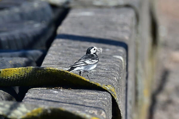 CM30 9841 Pied Wagtail