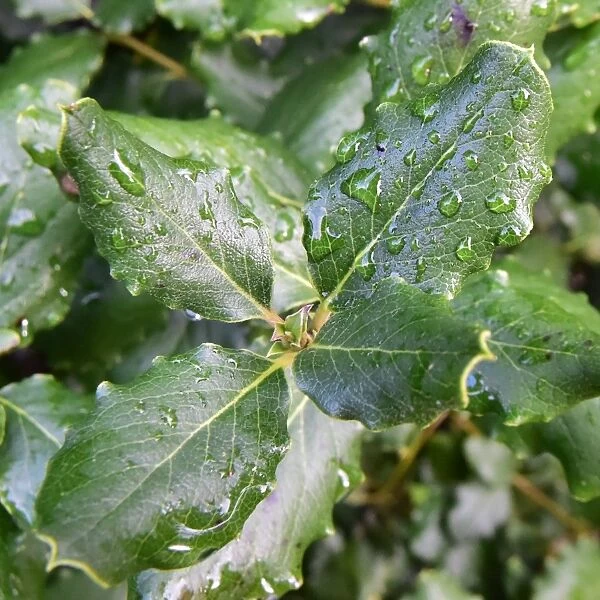 CM5 8835 leaves with water droplets