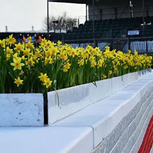 CM32 6316 Daffodils on top of the chicane