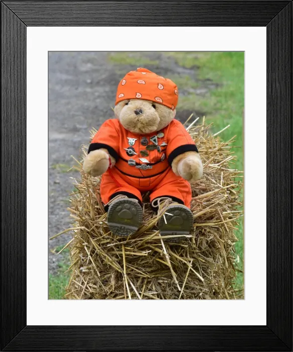 Framed Print : CM3 0919 Marshall Bear Framed Print : CM3 0919 Marshall Bear