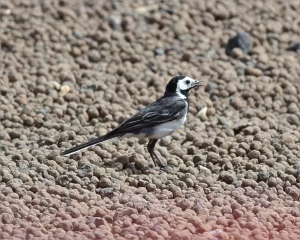 CM4 0710 Pied Wagtail, gravel trap