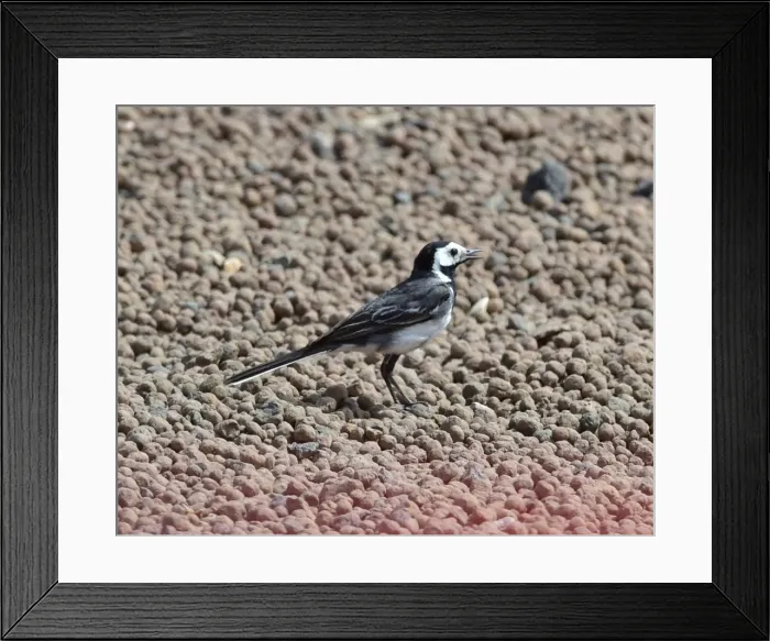 Framed Print : CM4 0710 Pied Wagtail, gravel trap Framed Print : CM4 0710 Pied Wagtail, gravel trap