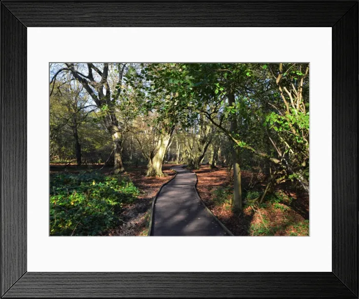 Framed Print : CJ5 6674 Boardwalk through the woods Framed Print : CJ5 6674 Boardwalk through the woods