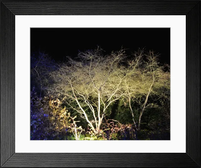 Framed Print : CJ5 6682 Illuminated tree Framed Print : CJ5 6682 Illuminated tree