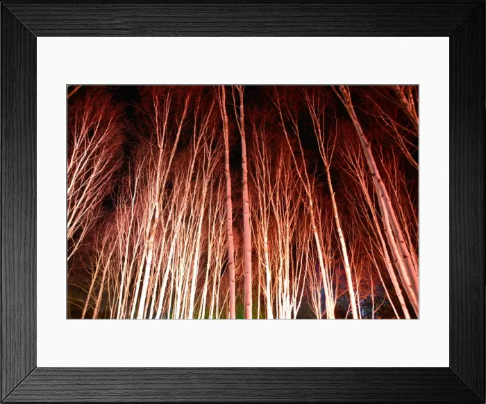 Framed Print : CJ5 6700 Silver birch Framed Print : CJ5 6700 Silver birch