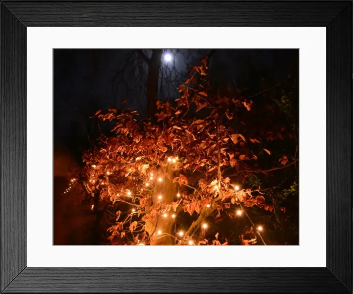 Framed Print : CJ5 6726 Beech leaves and the moon Framed Print : CJ5 6726 Beech leaves and the moon