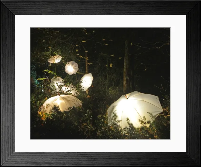 Framed Print : CJ5 6731 Umbrellas Framed Print : CJ5 6731 Umbrellas
