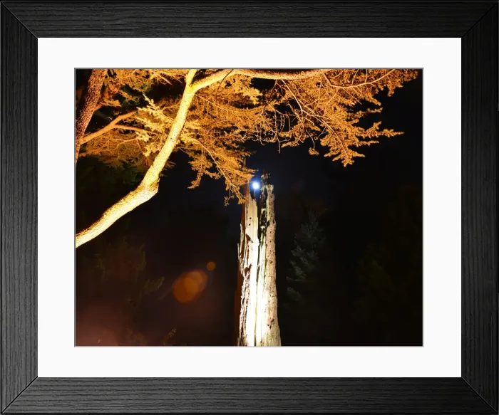 Framed Print : CJ5 6739 Moonlight through the lightning split tree Framed Print : CJ5 6739 Moonlight through the lightning split tree