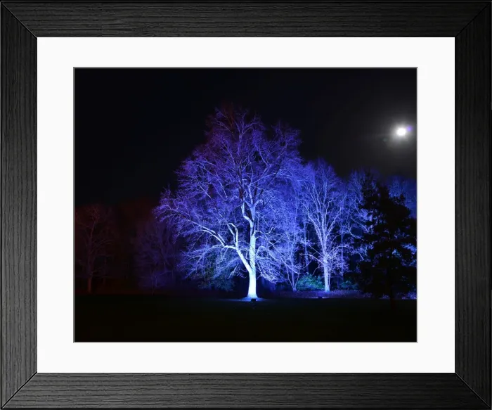 Framed Print : CJ5 6742 Blue trees under the moon Framed Print : CJ5 6742 Blue trees under the moon