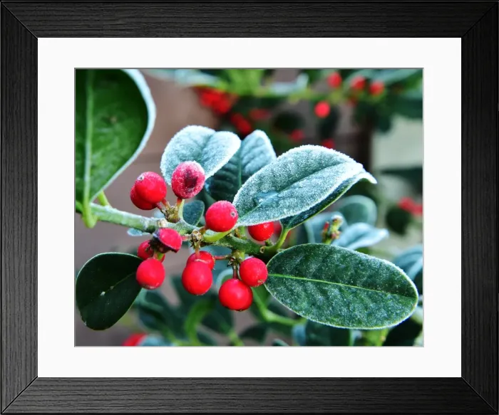 Framed Print : CM5 8420 Morning frost Framed Print : CM5 8420 Morning frost