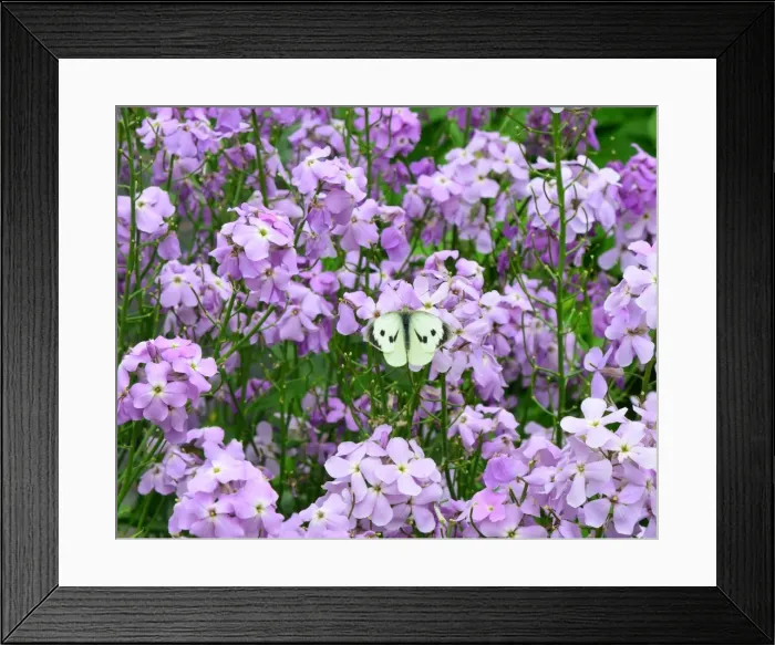 Framed Print : CJ3 8465 Pieris brassicae, Cabbage white Butteryfly Framed Print : CJ3 8465 Pieris brassicae, Cabbage white Butteryfly