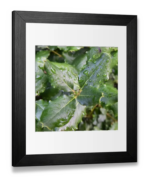Framed Print : CM5 8835 leaves with water droplets Framed Print : CM5 8835 leaves with water droplets