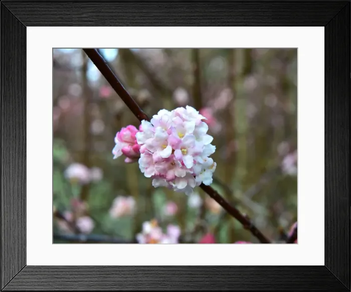 Framed Print : CM5 8841 viburnum bodnantense blossom Framed Print : CM5 8841 viburnum bodnantense blossom