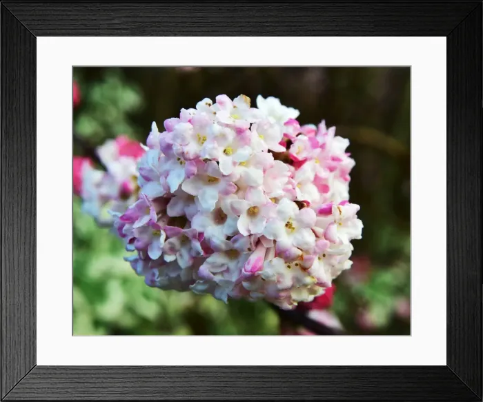 Framed Print : CM5 8848 viburnum bodnantense Framed Print : CM5 8848 viburnum bodnantense