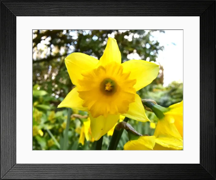 Framed Print : CM5 8866 Daffodil Framed Print : CM5 8866 Daffodil