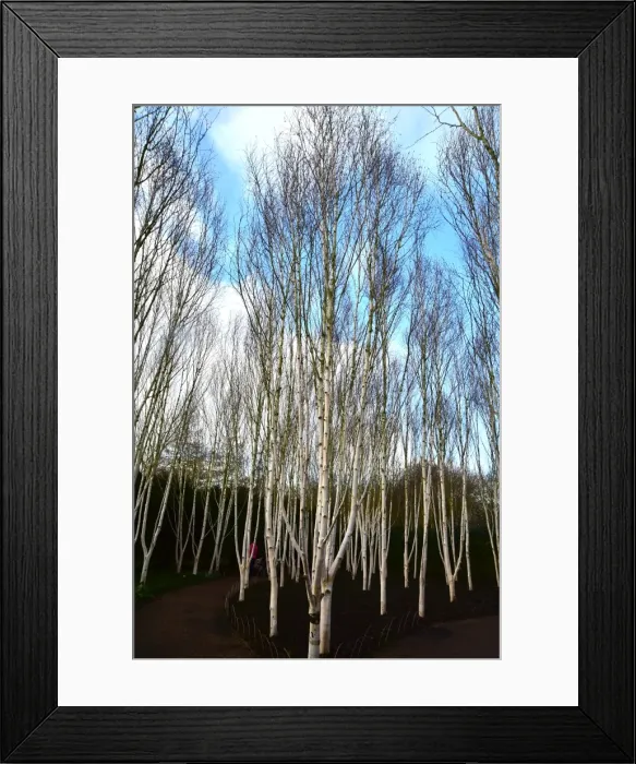 Framed Print : CM5 8870 Himalayan Silver Birch, Betula utilis var jaquemontii Framed Print : CM5 8870 Himalayan Silver Birch, Betula utilis var jaquemontii