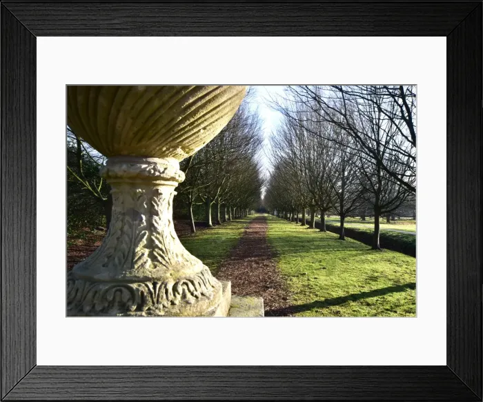 Framed Print : CM5 8941 low sun, avenue of trees Framed Print : CM5 8941 low sun, avenue of trees