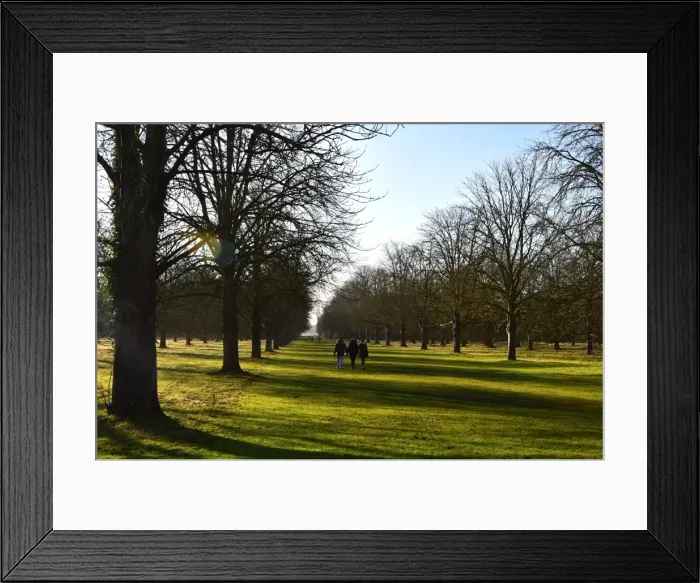 Framed Print : CM5 8952 Sun through the trees Framed Print : CM5 8952 Sun through the trees
