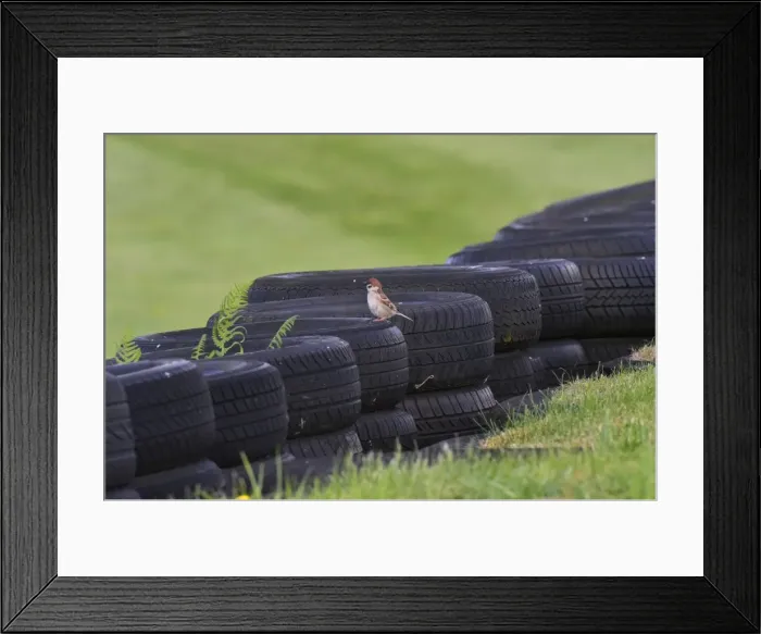 Framed Print : CM8 4020 A feathered spectator Framed Print : CM8 4020 A feathered spectator