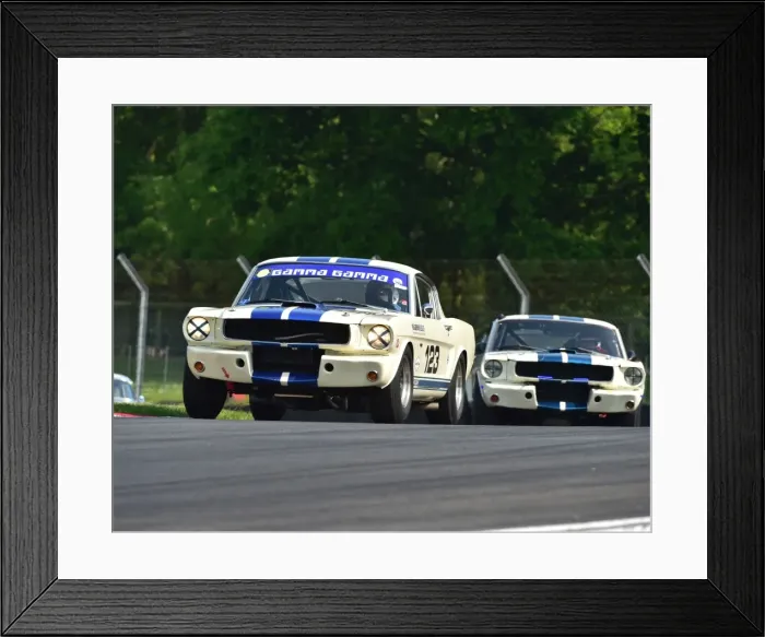 Framed Print : CM13 4900 Marcel van Laarhoven, Shelby Mustang Framed Print : CM13 4900 Marcel van Laarhoven, Shelby Mustang