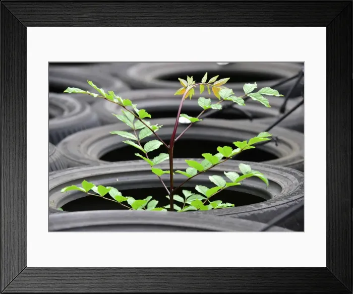 Framed Print : CM13 7191 A rubber tree maybe Framed Print : CM13 7191 A rubber tree maybe