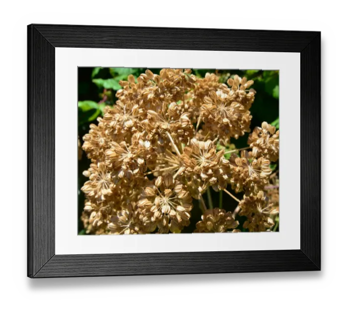 Framed Print : CJ6 6061 Dried flower head Framed Print : CJ6 6061 Dried flower head