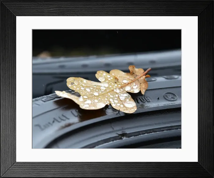 Framed Print : CM17 3026 Rain drops on an oak leaf Framed Print : CM17 3026 Rain drops on an oak leaf