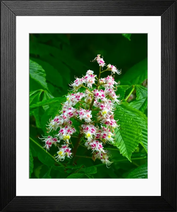 Framed Print : CM7 8391 Horse Chestnut, blossom Framed Print : CM7 8391 Horse Chestnut, blossom