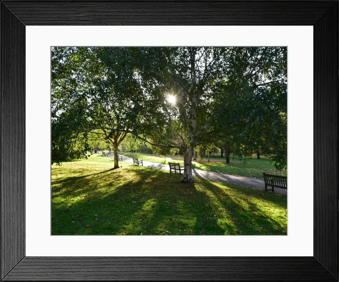 Framed Print : CM17 2165 Early morning sun through the trees Framed Print : CM17 2165 Early morning sun through the trees