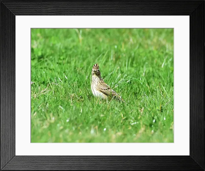 Framed Print : CM18 3541 Skylark Framed Print : CM18 3541 Skylark