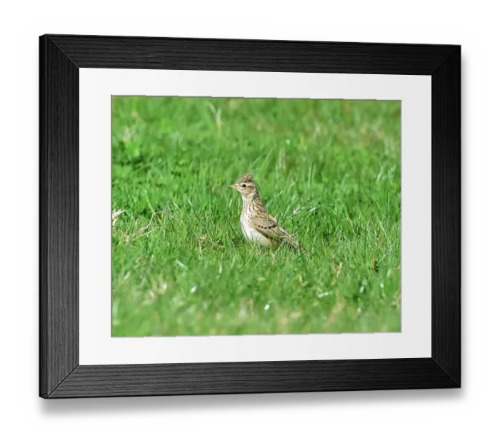 Framed Print : CM18 3539 Skylark Framed Print : CM18 3539 Skylark