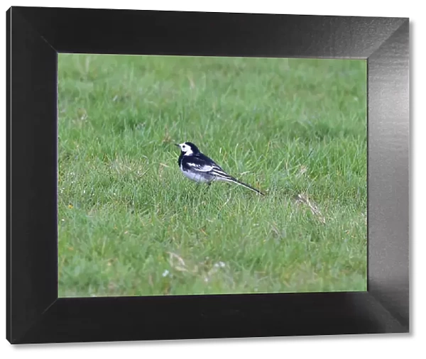 CM18 3845 Pied Wagtail