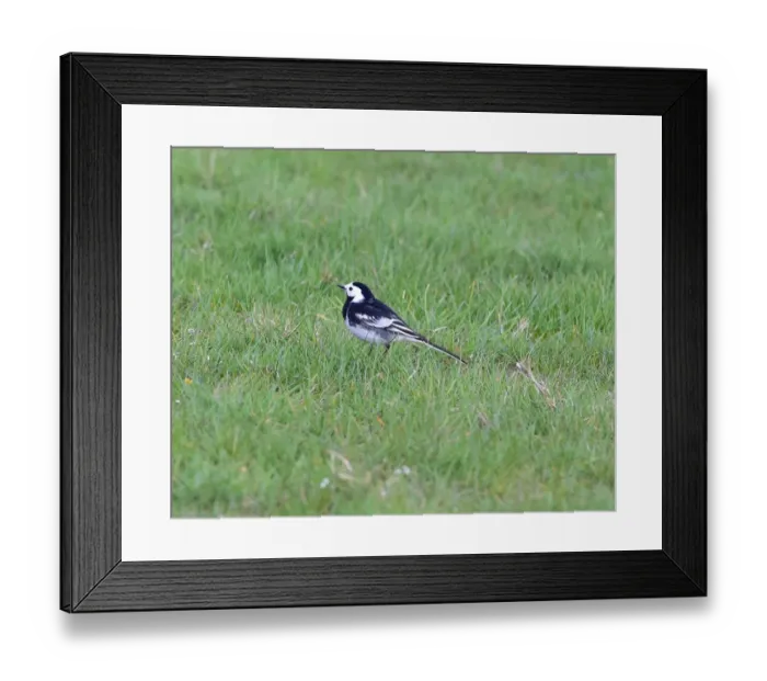 Framed Print : CM18 3845 Pied Wagtail Framed Print : CM18 3845 Pied Wagtail