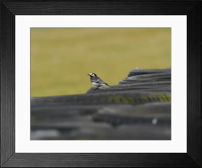 Framed Print : CM19 1635 Pied Wagtail