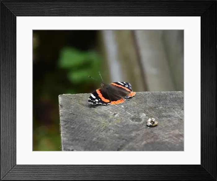 Framed Print : CM20 1064 Red Admiral, butterfly Framed Print : CM20 1064 Red Admiral, butterfly