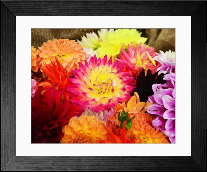 Framed Print : CJ7 0480 Dahlias, Asteraceae Framed Print : CJ7 0480 Dahlias, Asteraceae