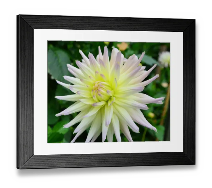 Framed Print : CJ7 0490 Dahlia, Eastwood Moonlight Framed Print : CJ7 0490 Dahlia, Eastwood Moonlight