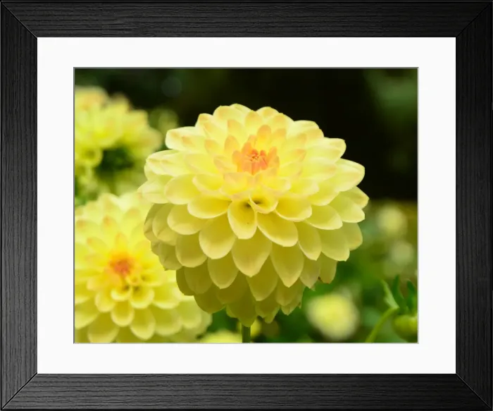 Framed Print : CJ7 0495 Dahlia, Woodside Finale Framed Print : CJ7 0495 Dahlia, Woodside Finale