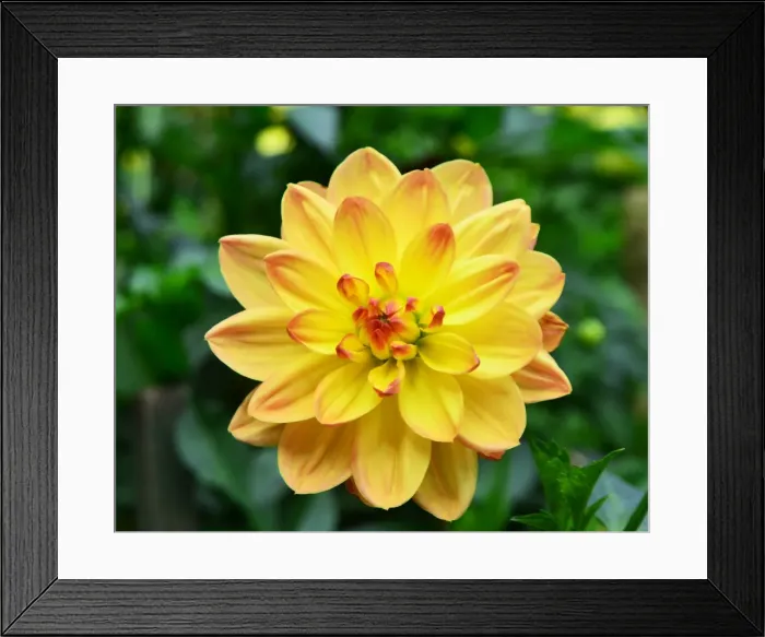 Framed Print : CJ7 0498 Dahlia, Bracken Lorelei Framed Print : CJ7 0498 Dahlia, Bracken Lorelei