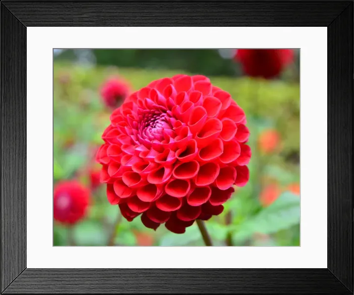 Framed Print : CJ7 0504 Dahlia, Anelog Framed Print : CJ7 0504 Dahlia, Anelog