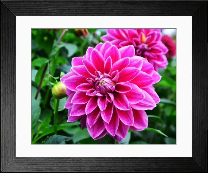 Framed Print : CJ7 0509 Dahlia, Purple Pearl Framed Print : CJ7 0509 Dahlia, Purple Pearl