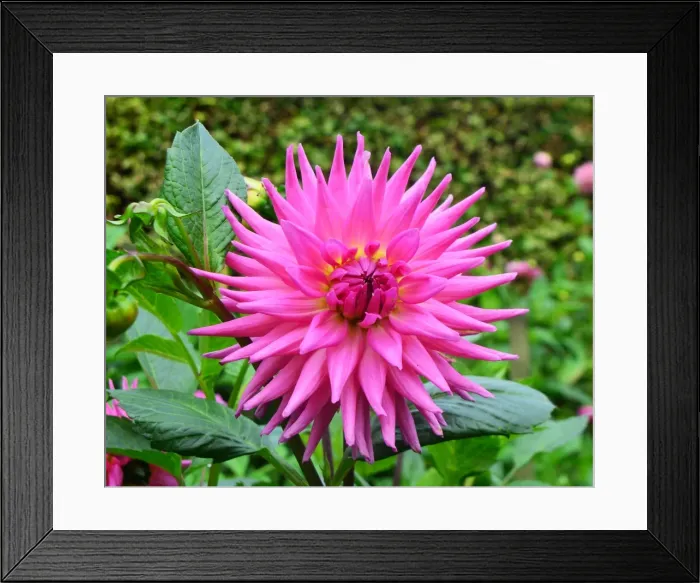 Framed Print : CJ7 0512 Dahlia, Parkland Rave