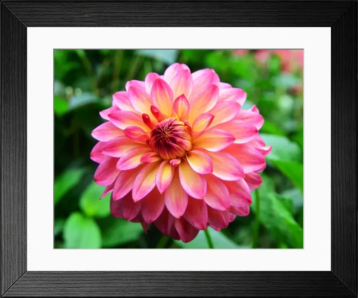 Framed Print : CJ7 0515 Dahlia, Rossendale Flamenco Framed Print : CJ7 0515 Dahlia, Rossendale Flamenco