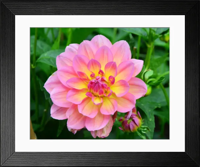 Framed Print : CJ7 0525 Dahlia, Sandia Rose Framed Print : CJ7 0525 Dahlia, Sandia Rose