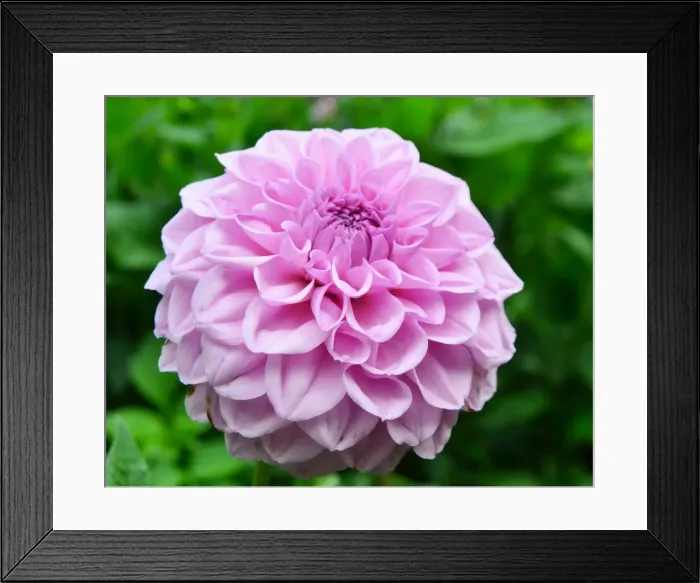 Framed Print : CJ7 0534 Dahlia, Oreti Classic Framed Print : CJ7 0534 Dahlia, Oreti Classic