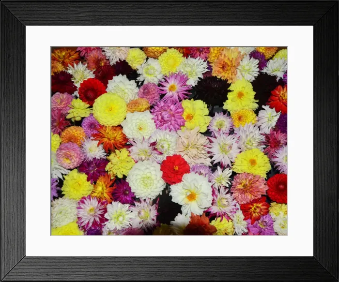 Framed Print : CJ7 0543 Dahlias Framed Print : CJ7 0543 Dahlias