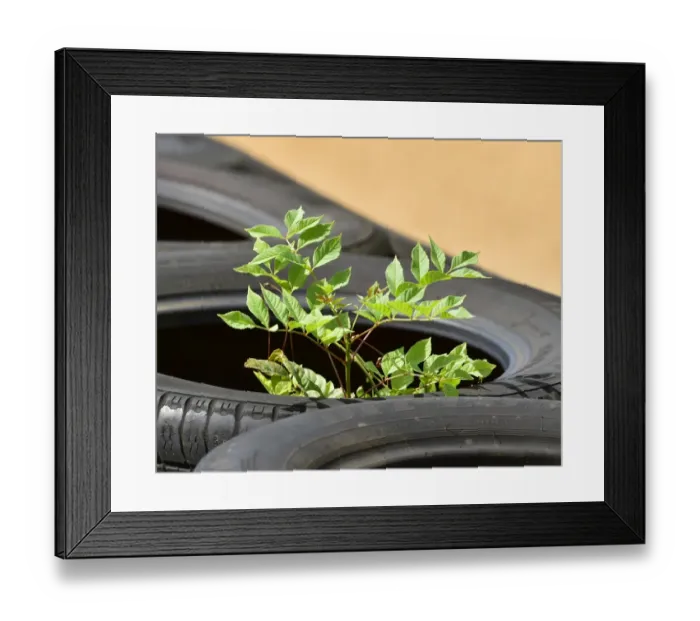Framed Print : CM20 5775 New growth Framed Print : CM20 5775 New growth