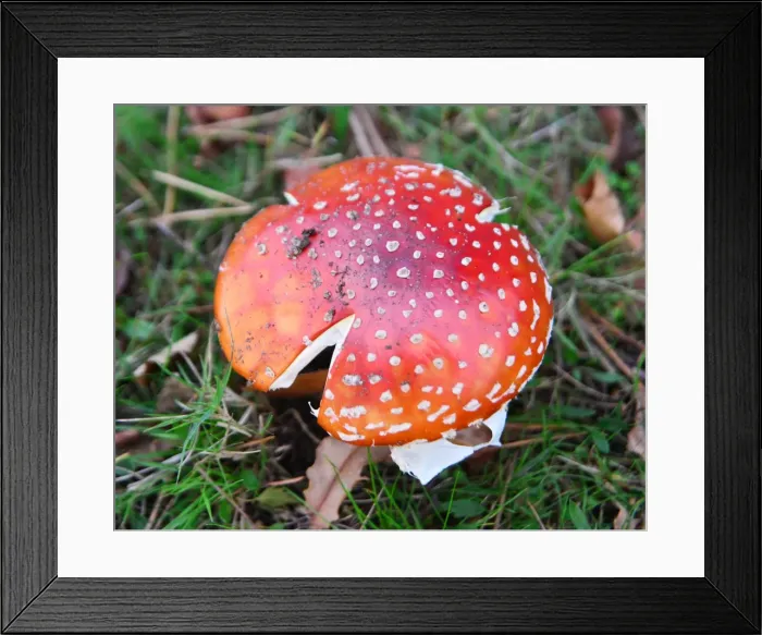 Framed Print : CJ7 0740 Fly agaric Framed Print : CJ7 0740 Fly agaric