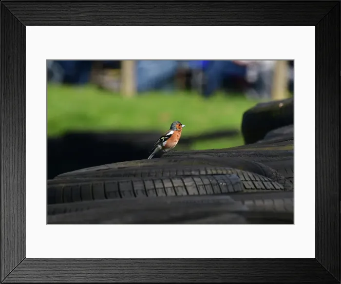 Framed Print : CJ10 7986 Common Chaffinch Framed Print : CJ10 7986 Common Chaffinch